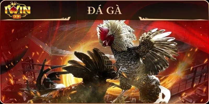 IWIN - IWINCLUB Link Tải App Cá Cược Game Bài Casino Siêu Hot 20 Đá gà IWIN sở hữu trường gà chọi đầy mê hoặc.